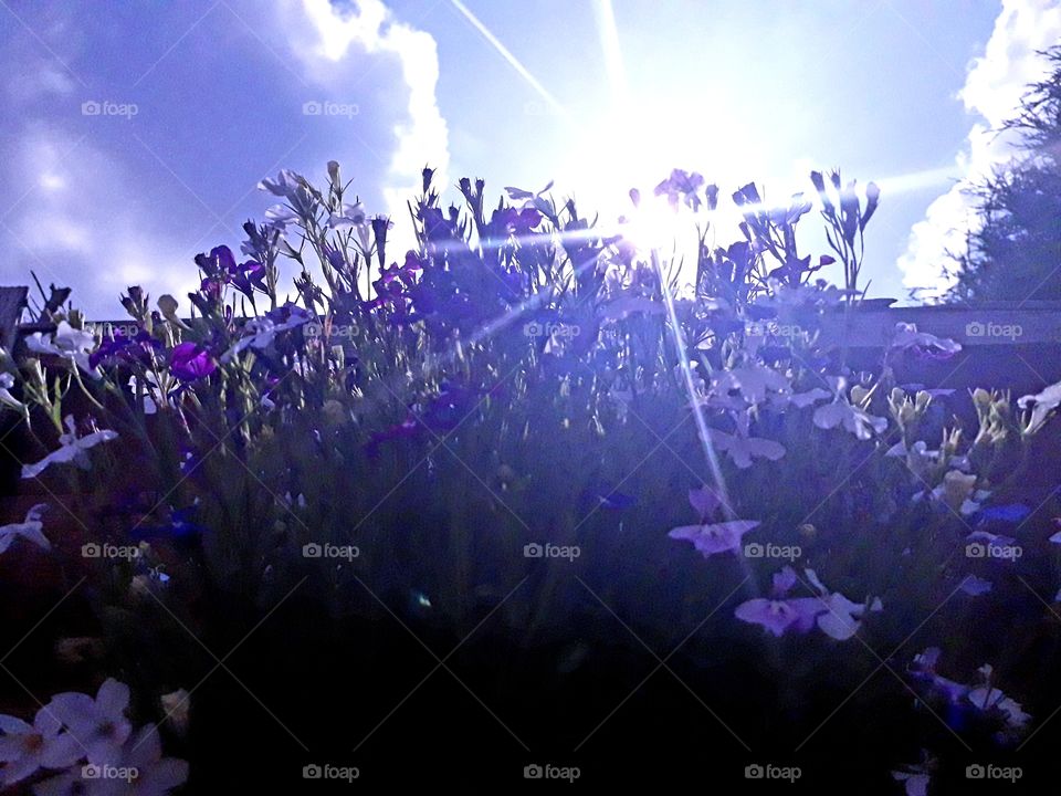 sun behind flowers