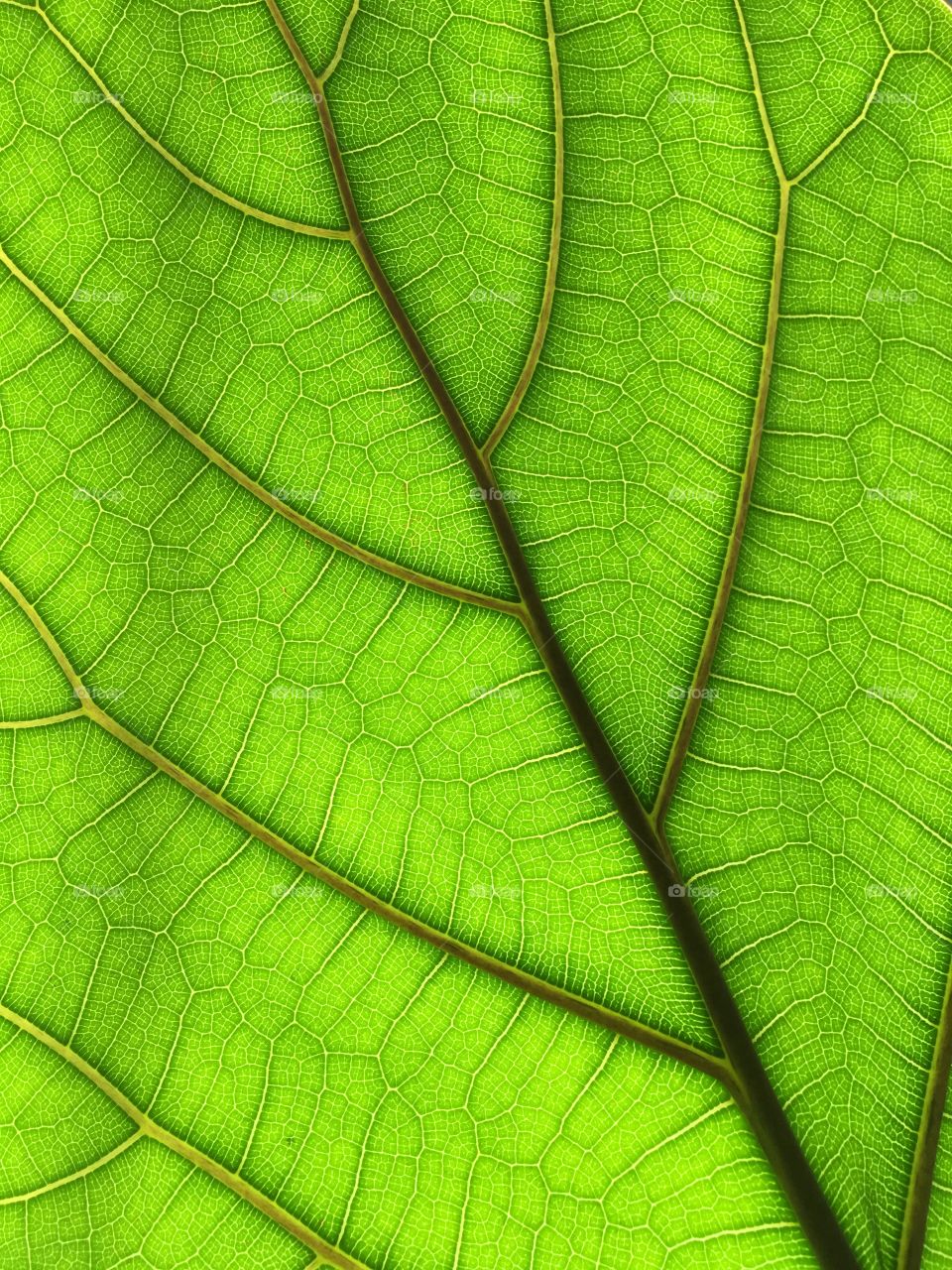 Sunlight shining through a leaf 