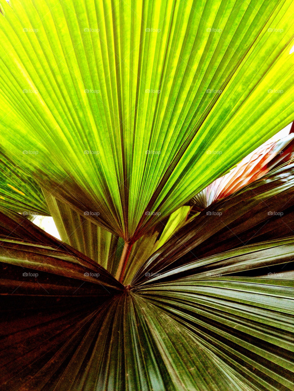 green tree palm leaf by ptheerak