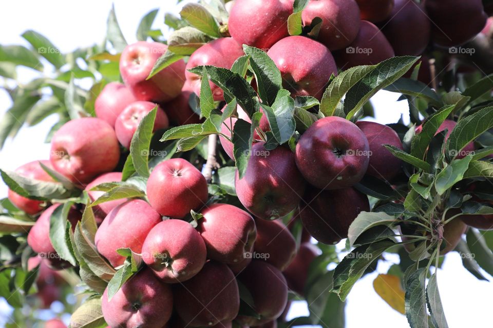 Autumn and its fruits 
