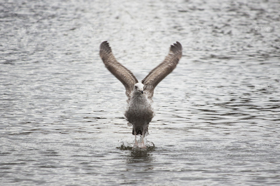 Seagull standing on the surface with wings up 