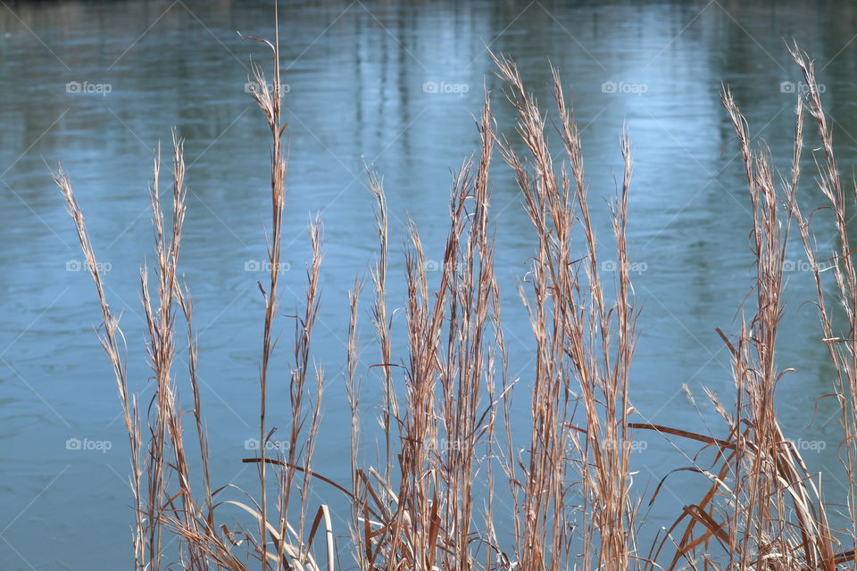 Dry grasses on the edge of a frozen pond.