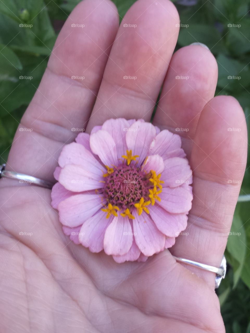 handful of color (pink)