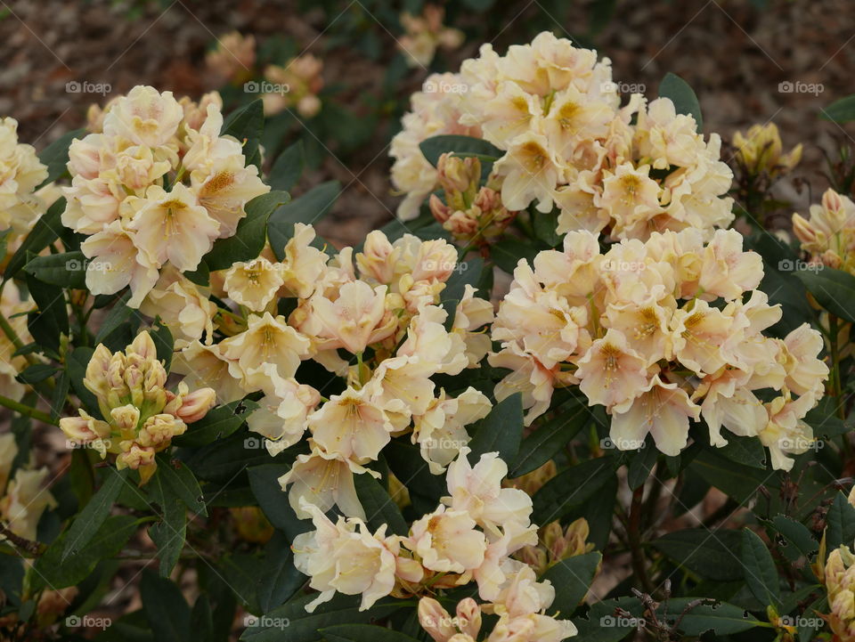 Flowers in springtime.