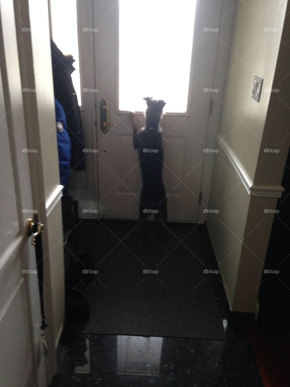Dog waiting at the front door for the owners return.