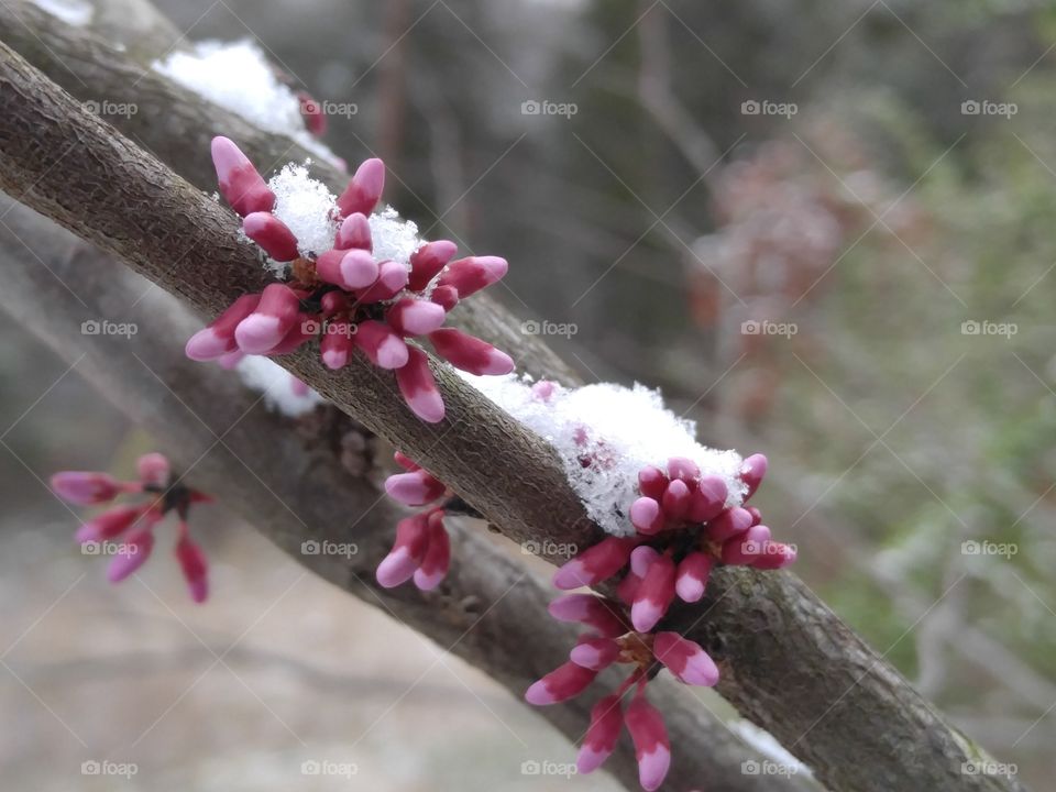 Red Bud Tree in Spring Snow
