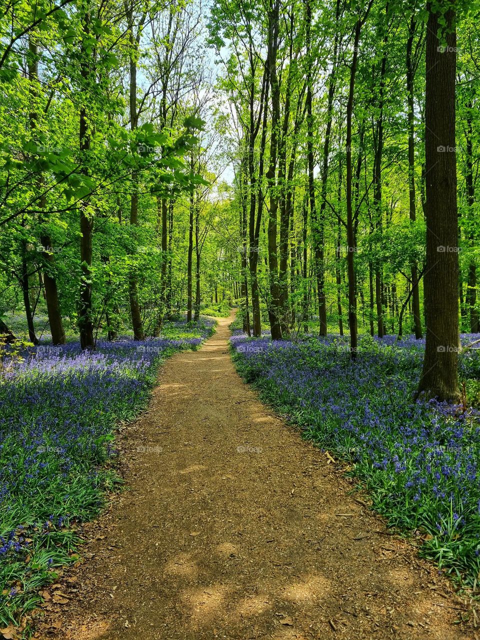 A walk in the forest