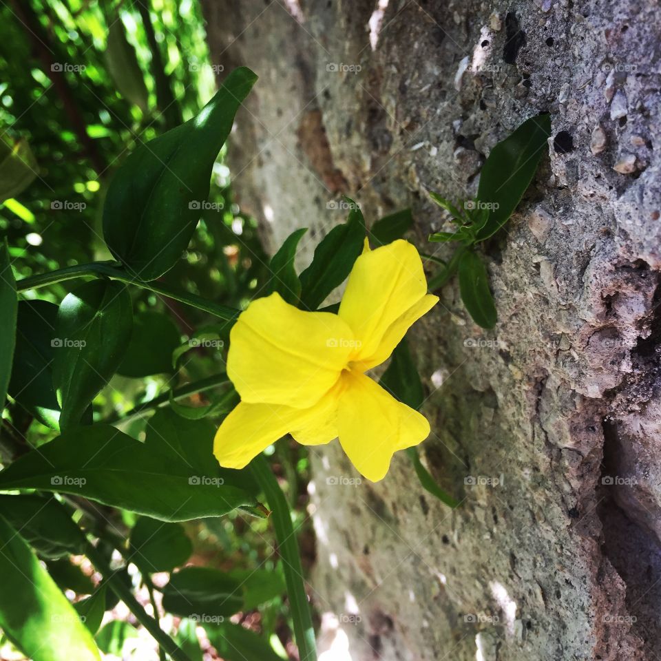 Springtime on Cimiez.