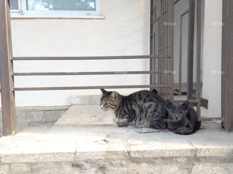 Cat, Portrait, Animal, Mammal, Cute