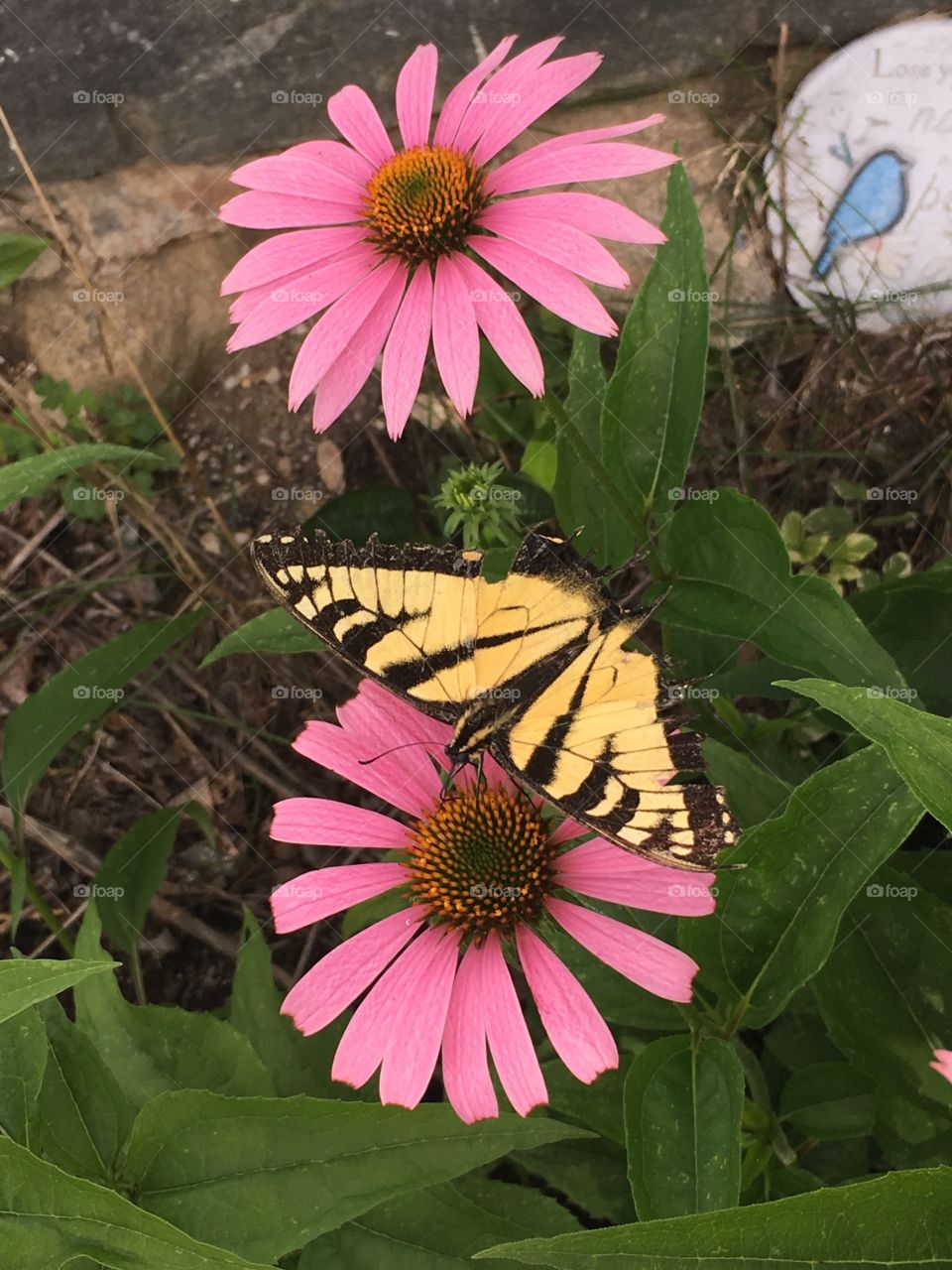 Butterfly pretty pink flower 💕
