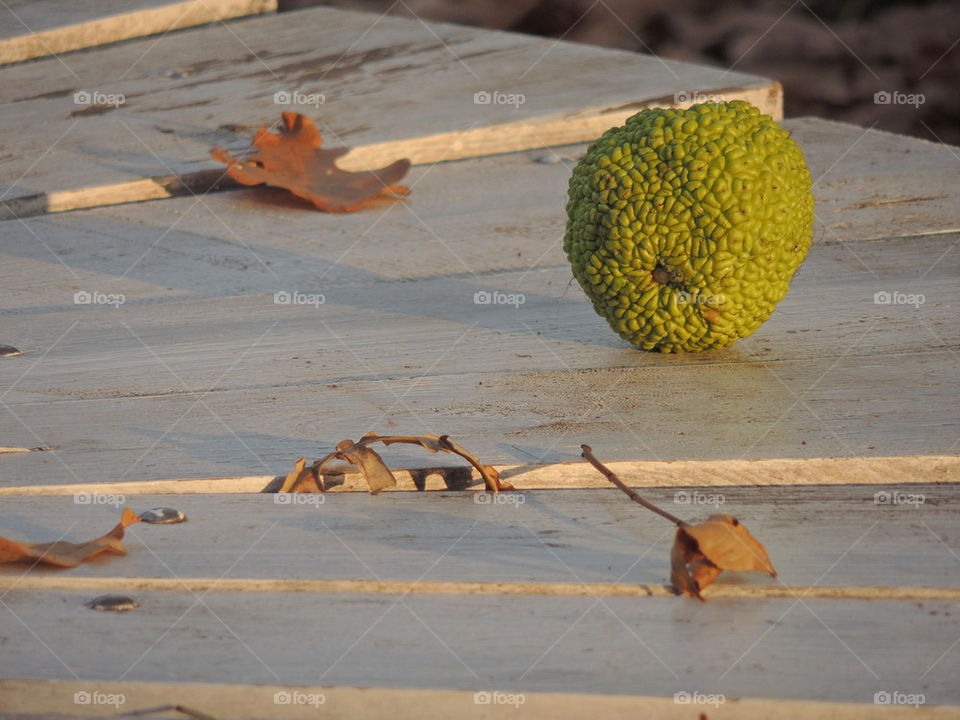 green autumn fruit with a rough shell