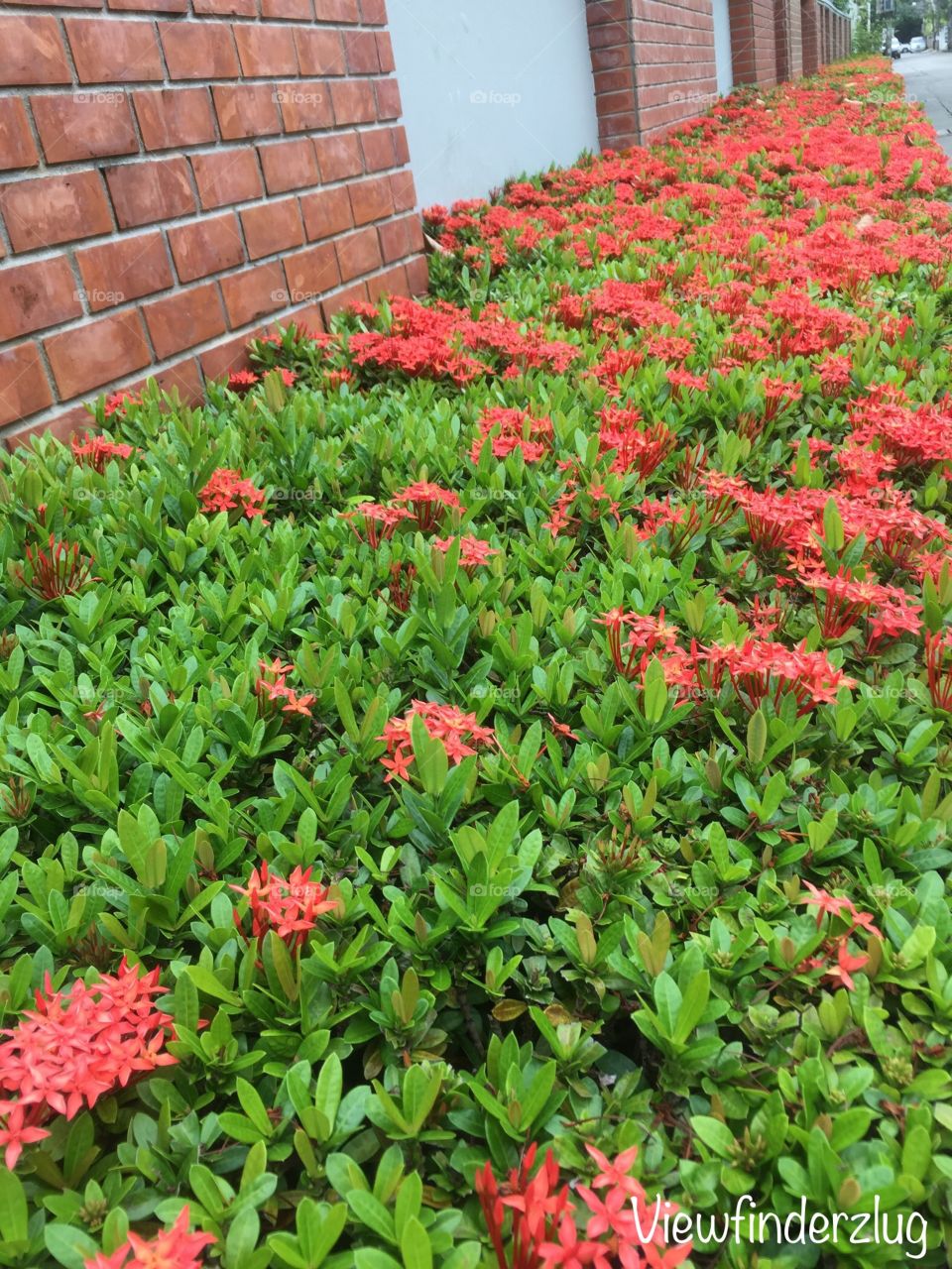 Ixora flowers - it is commonly known as West Indian Jasmine.