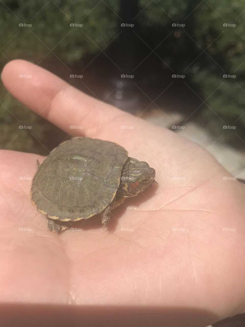 Pet baby turtle is fun to play with!