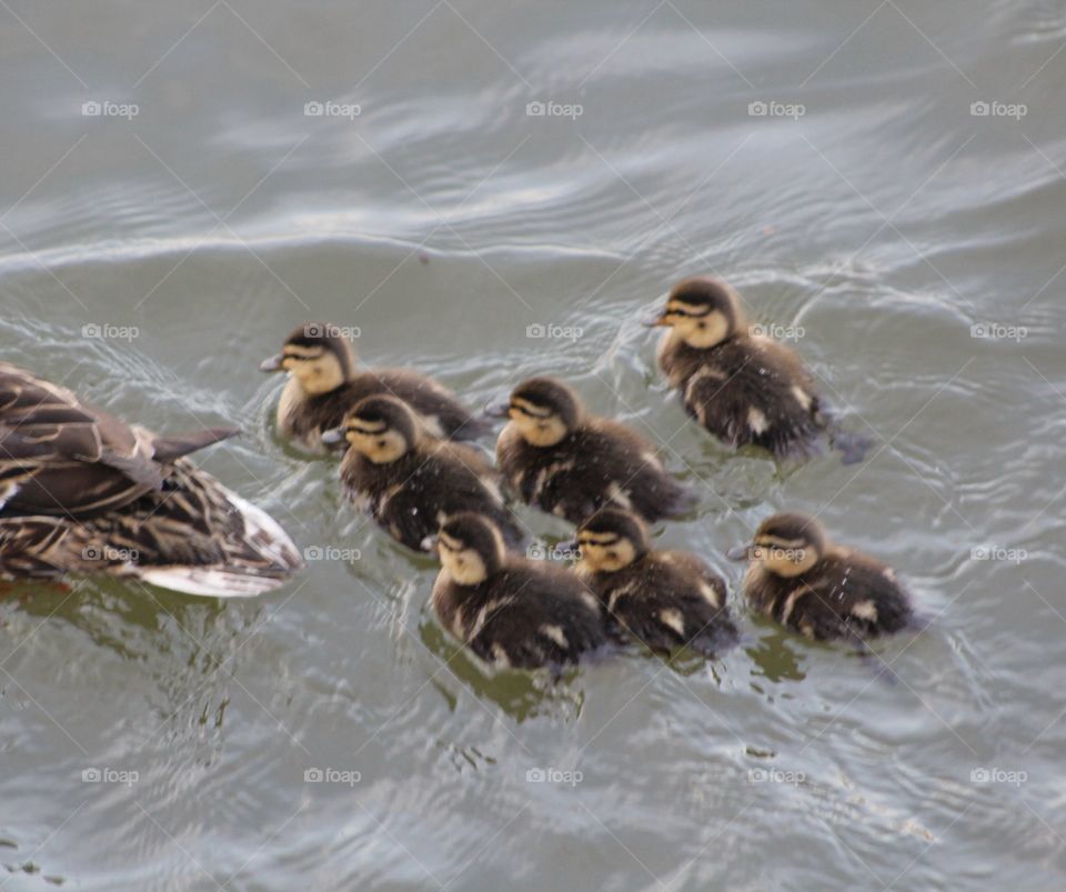 Seven downy ducklings swimming close to mother mallard duck in Hudson River on May evening 