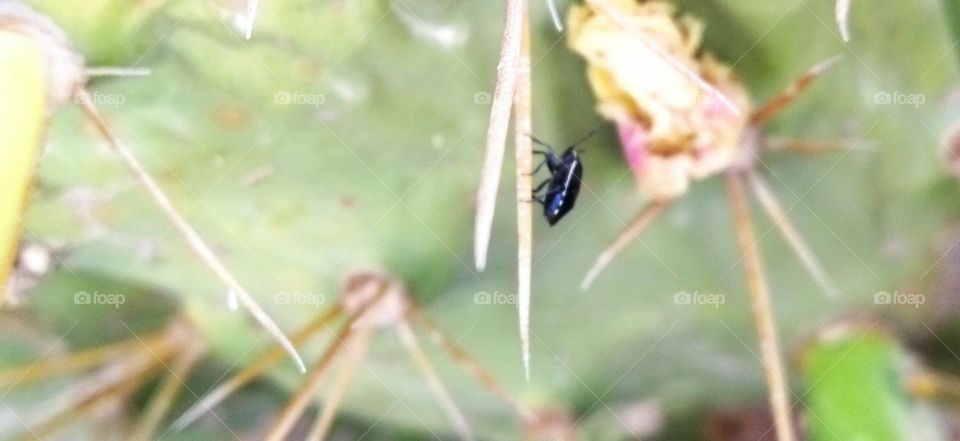 Beautiful black insect on cactus