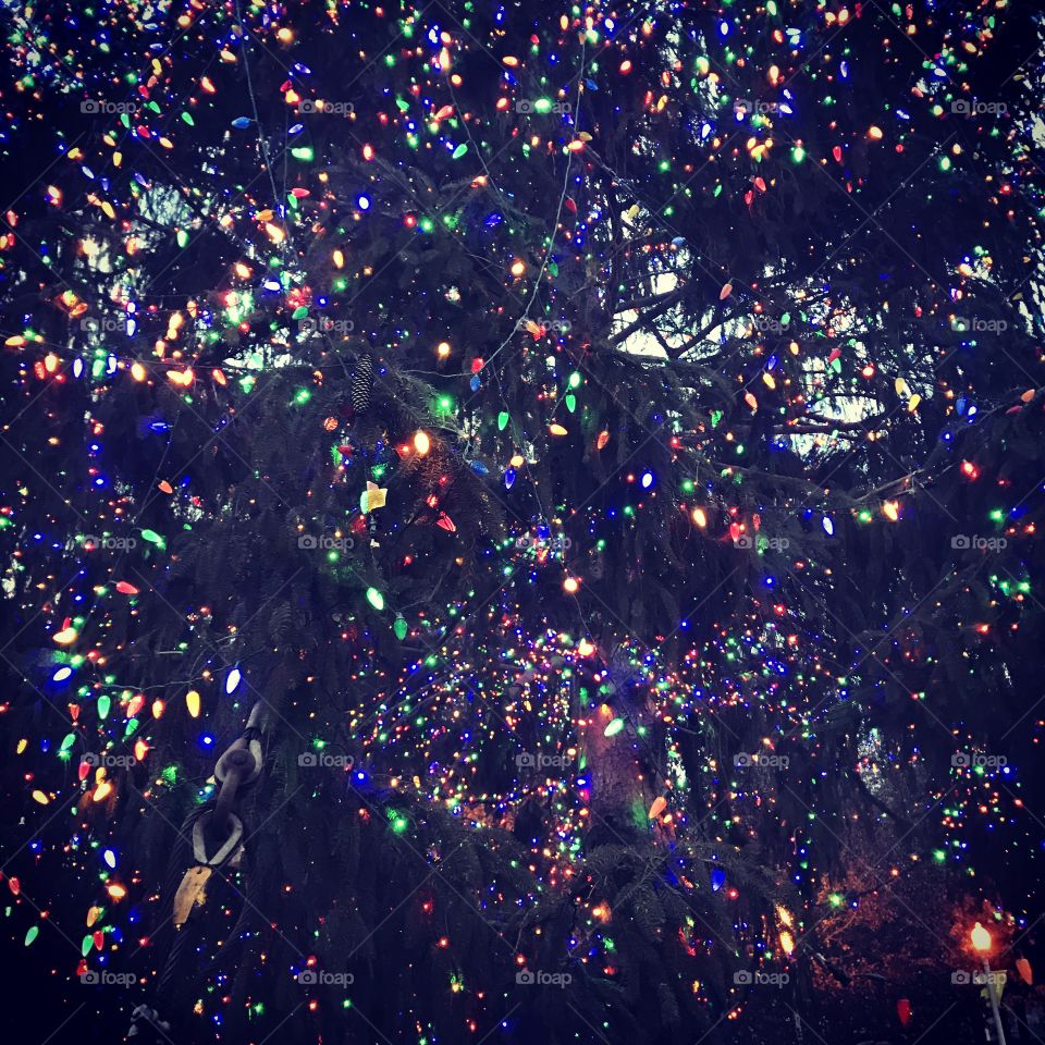 Close up of Christmas tree and lights. Chicago, Millennium Park