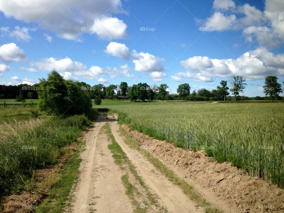 Summer countryside 