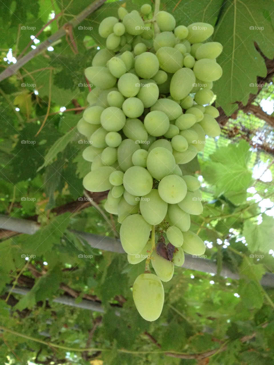 green leaf turkey fruits by linhof