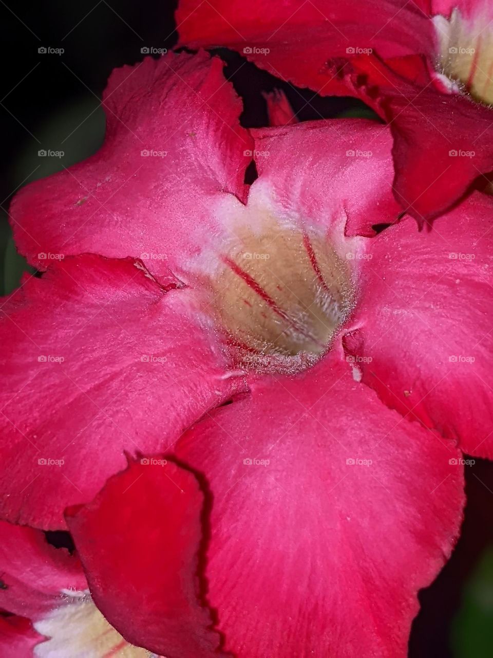 Adenium obesum flower