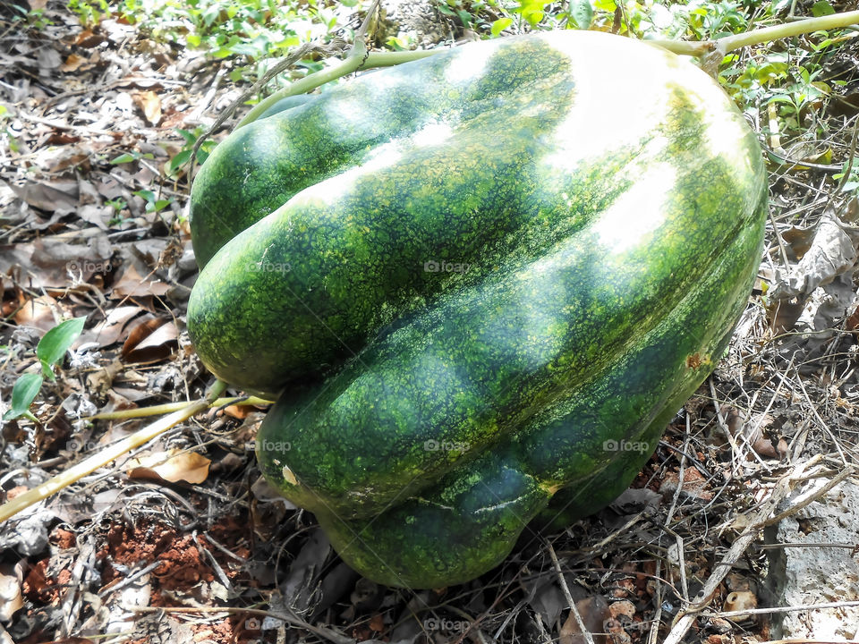 Huge Pumpkin in Garden