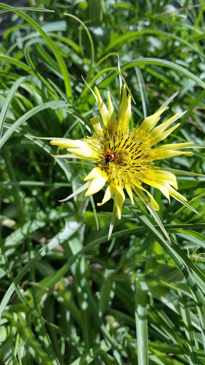 Flower with ladybug.