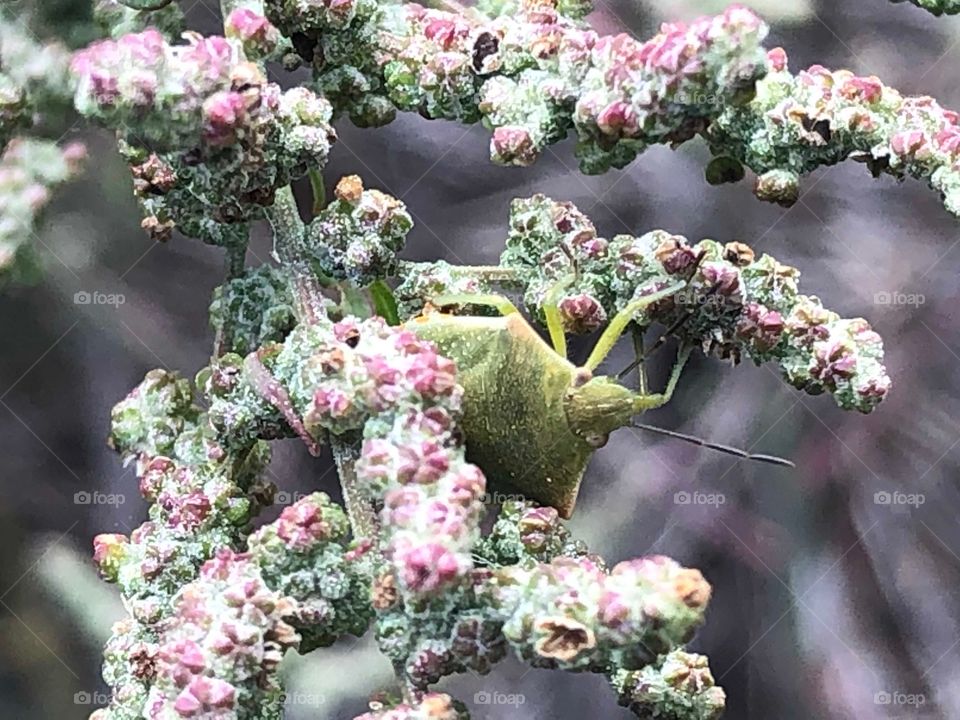 Stink bug on some flowers