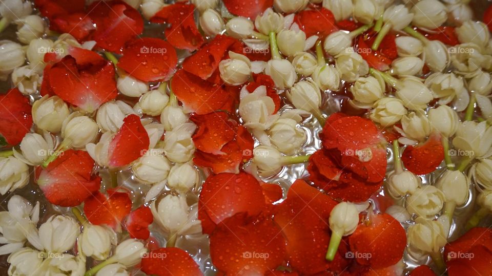 Jasmine and rose floating on water