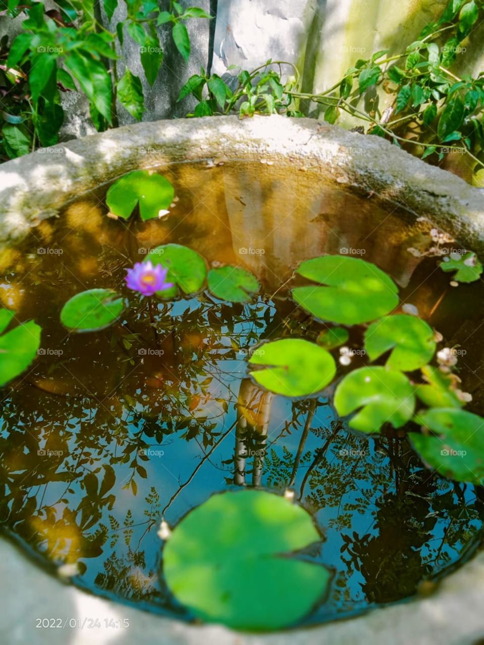 pond water lilly  flower beautiful naturel and good quality