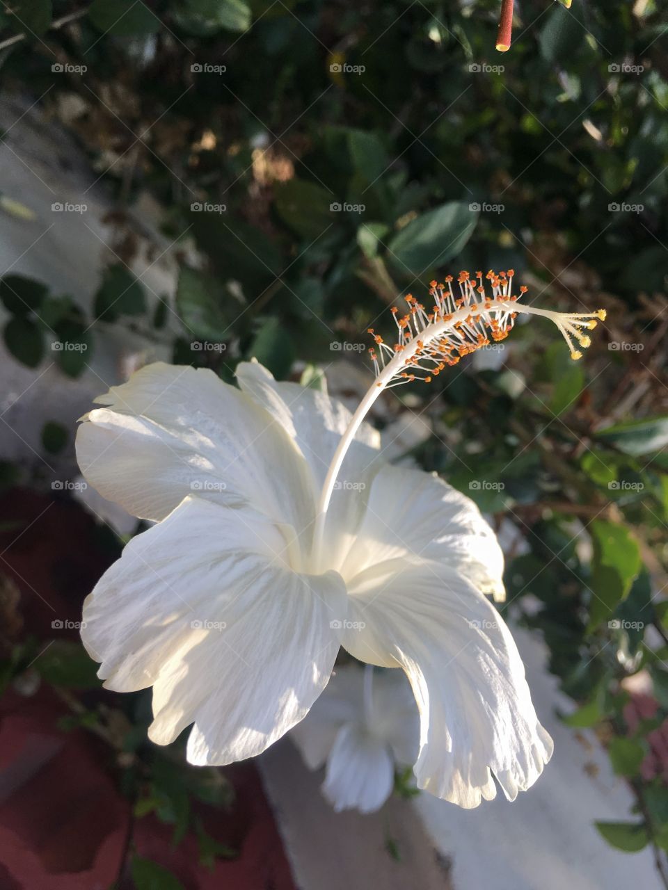 White Shoe Flower