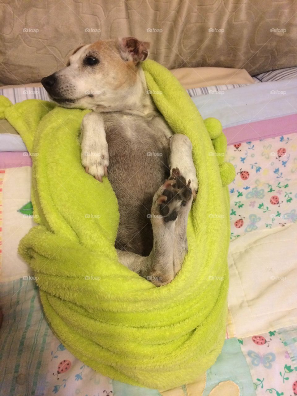 Comfy dog blanket, keep a jack Russell warm on winter time.  