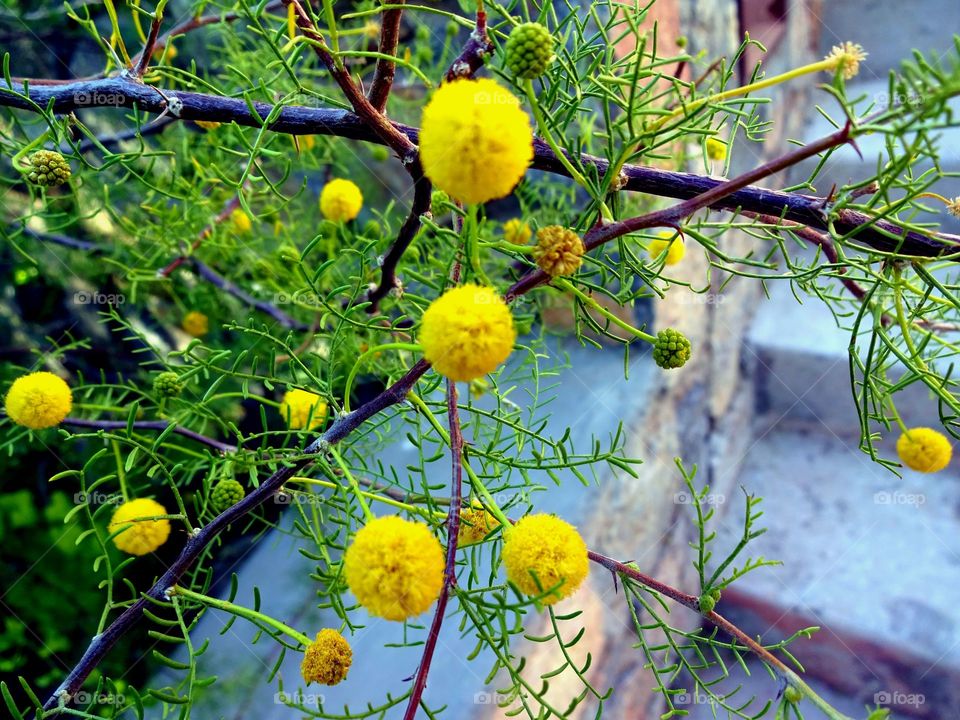 Yellow balls flowers