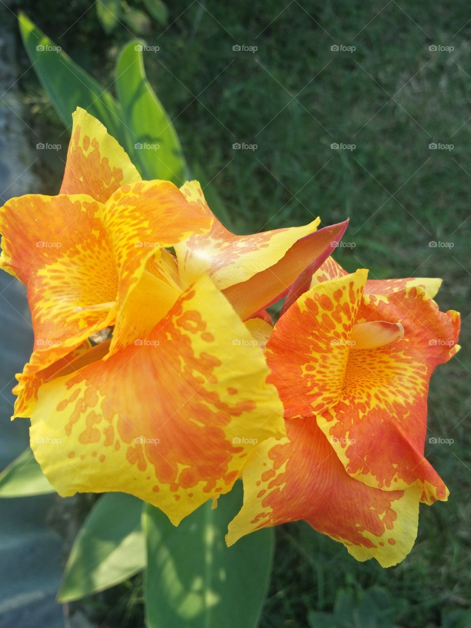 potrait plant cool and beautiful folwering plant Natural beauty greenery amazing photography 
📸 munee bhat