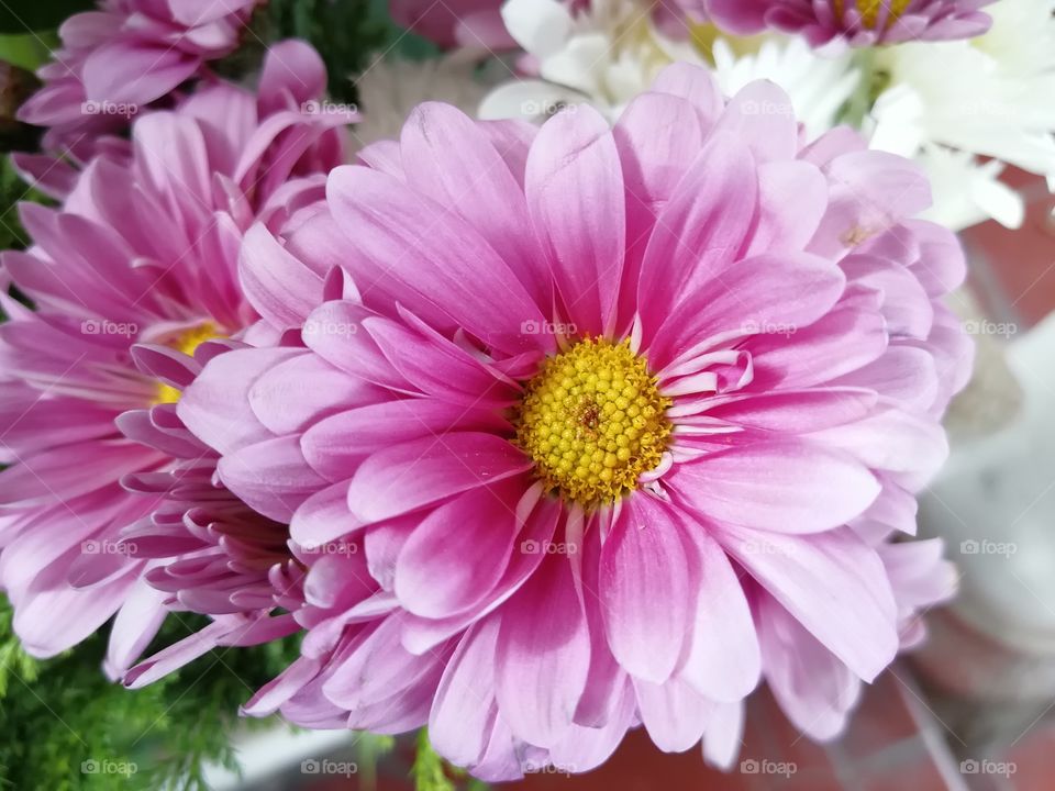 Gerbera purple