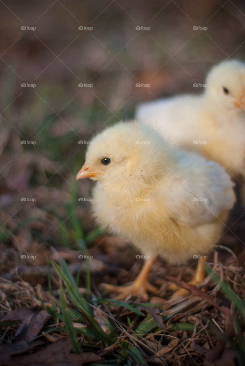 Close-up of Baby Chick