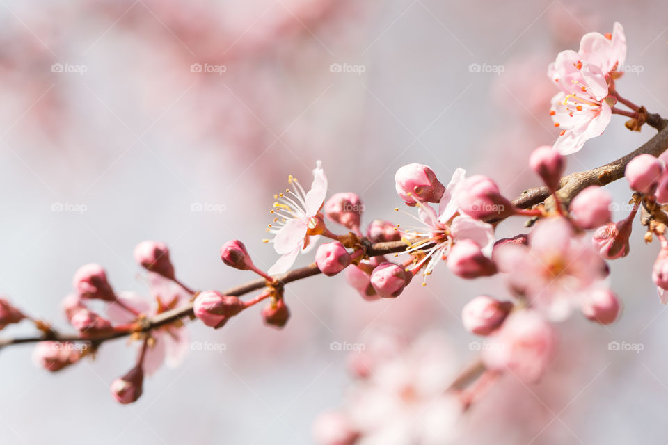 Closeup of beautiful pink blooming black cherry plum tree flowers 