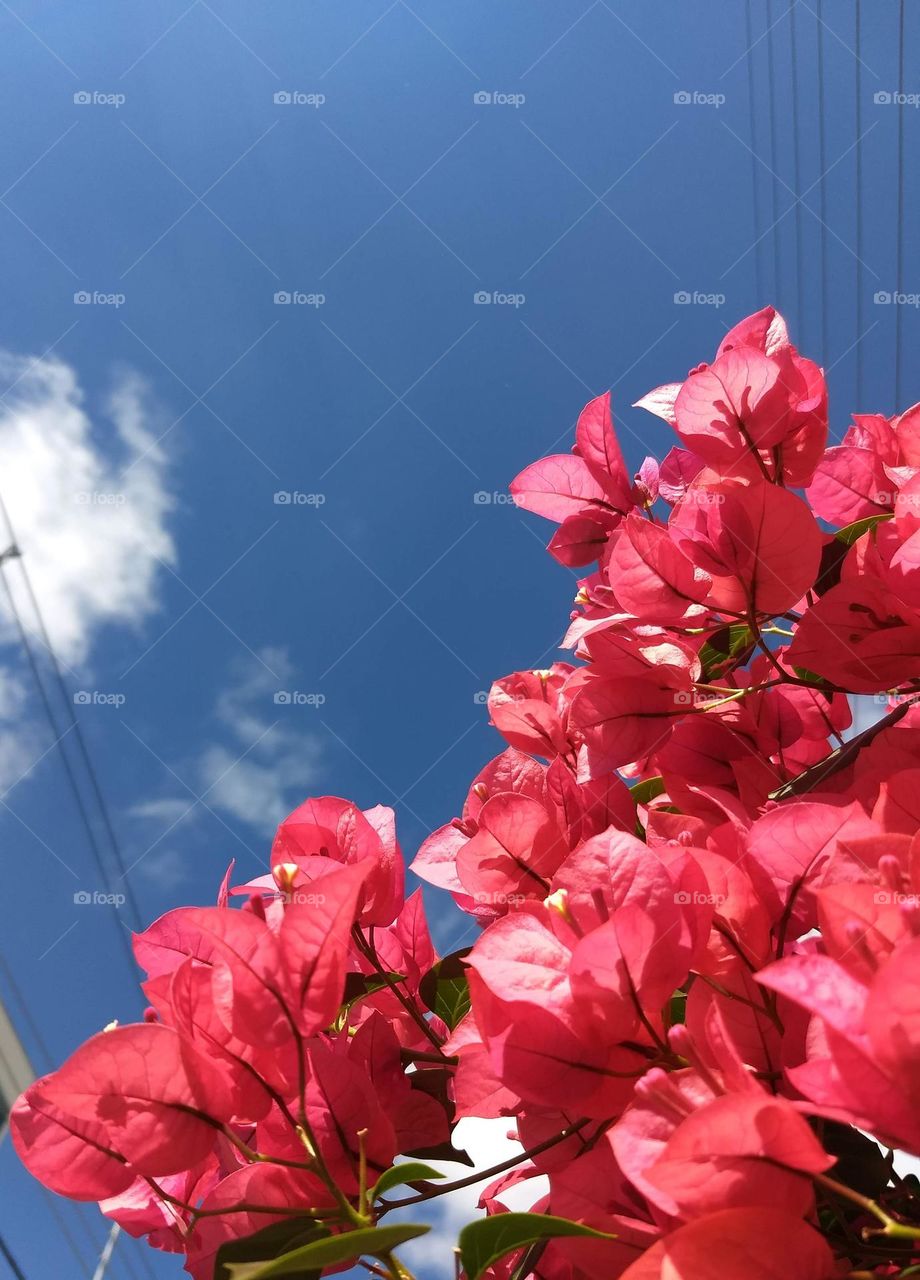 pink bougainvilles
