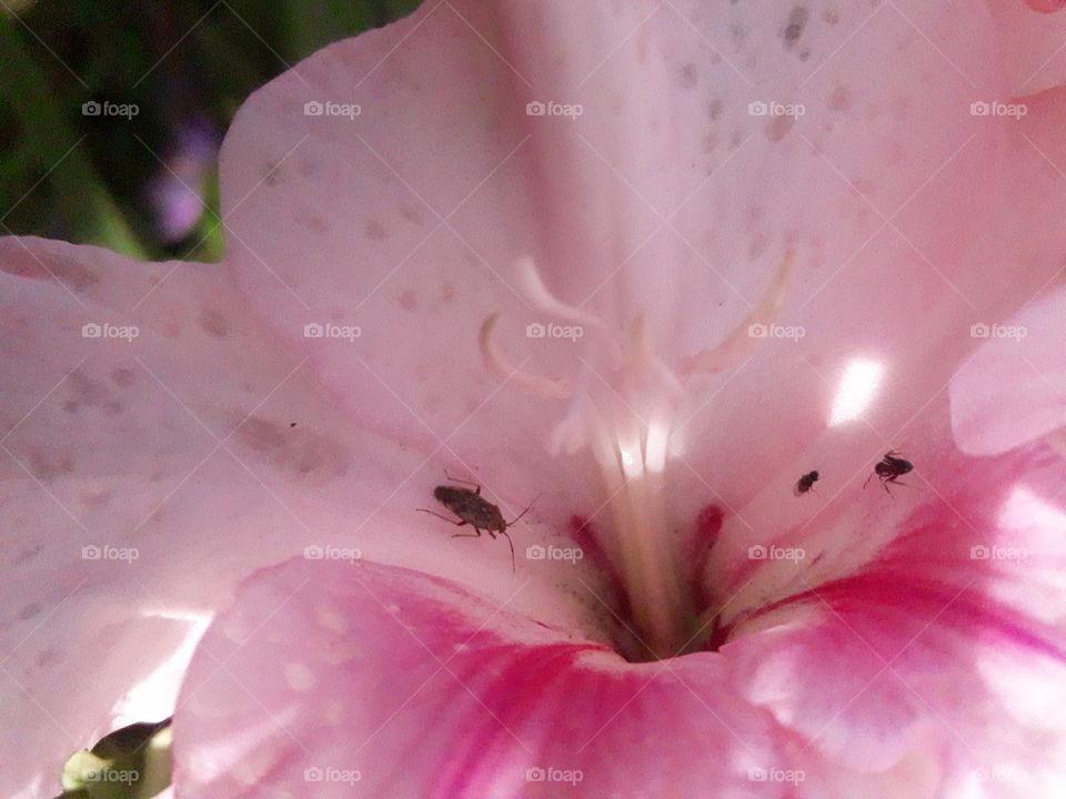 Фото цветок гладиолус