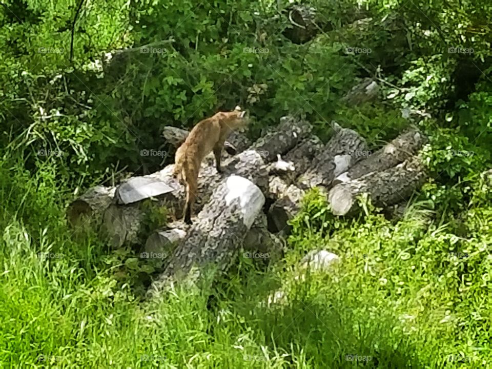 Bobcat Sighting