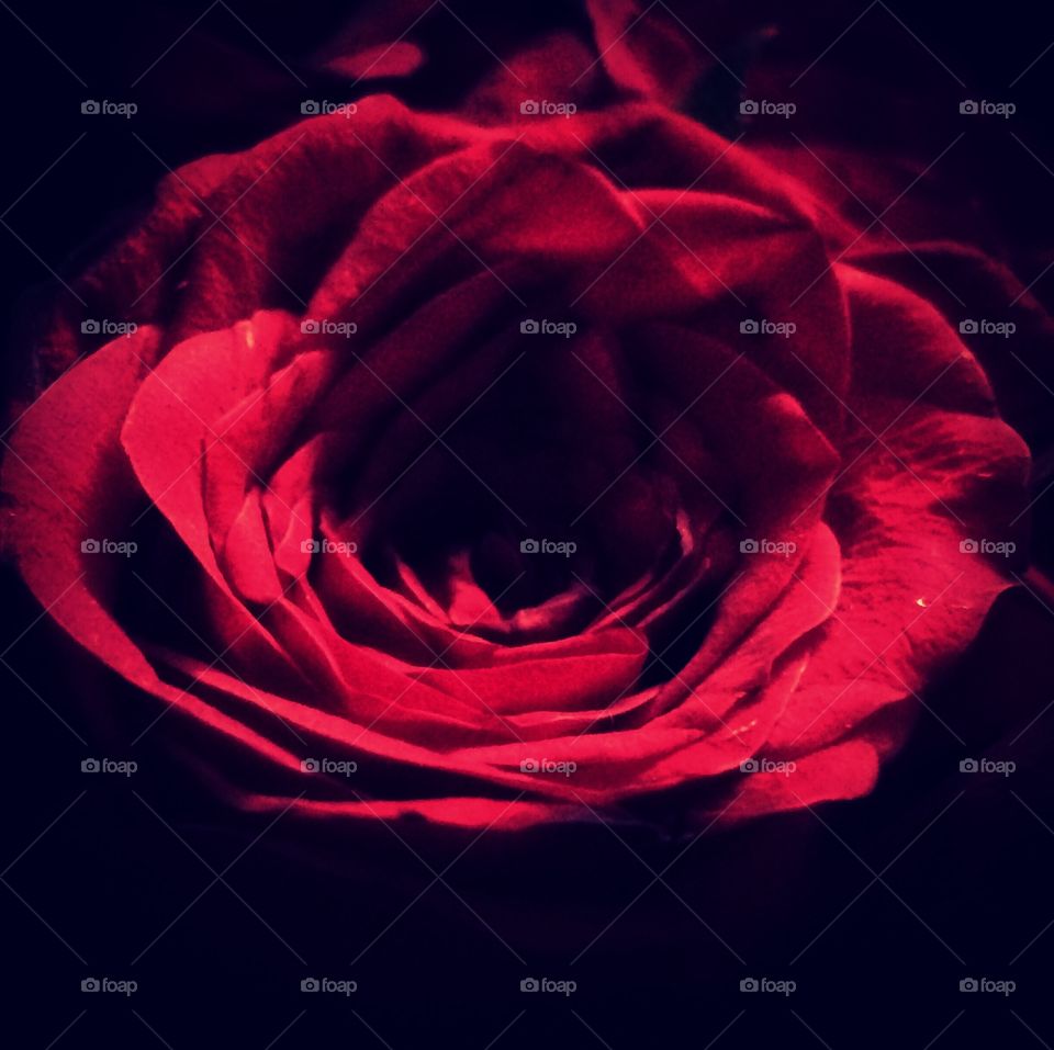 A close red rose , symbol of love in shadow 