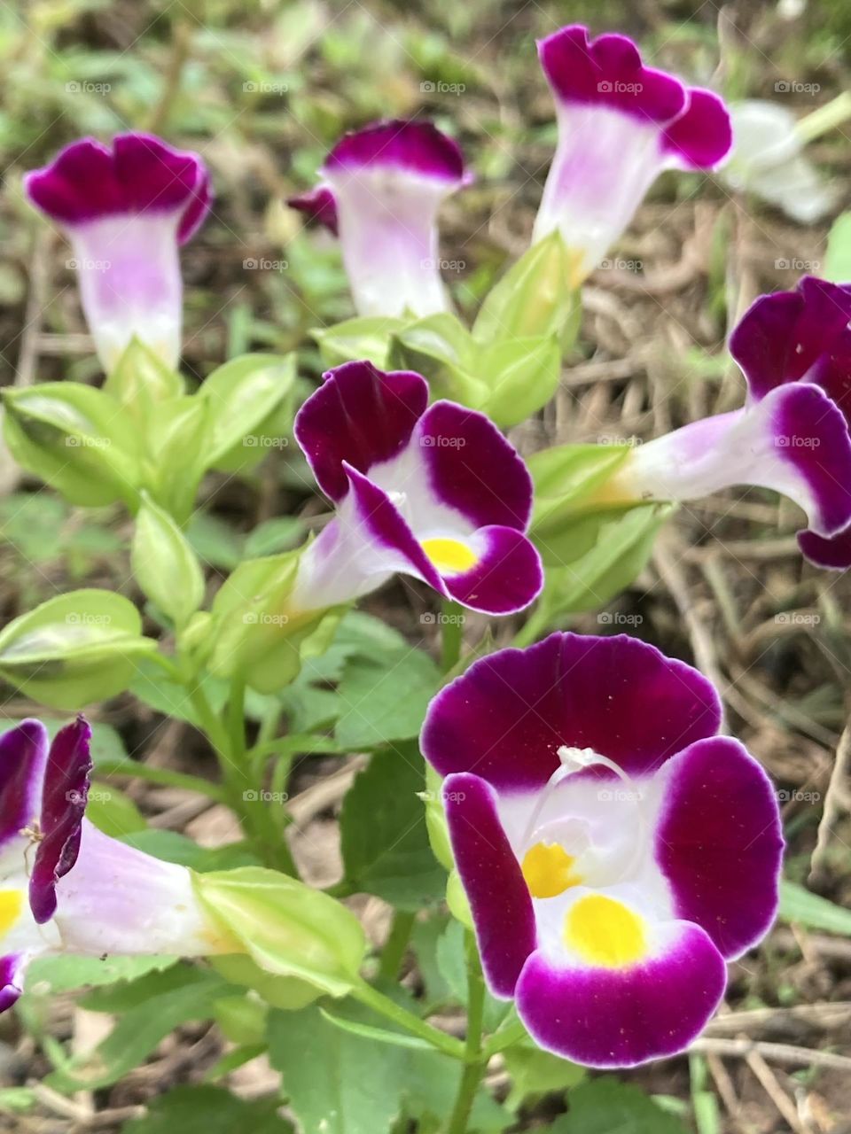 Flores coloridas com formato de sino. Flores desabrochadas com miolo amarelo.