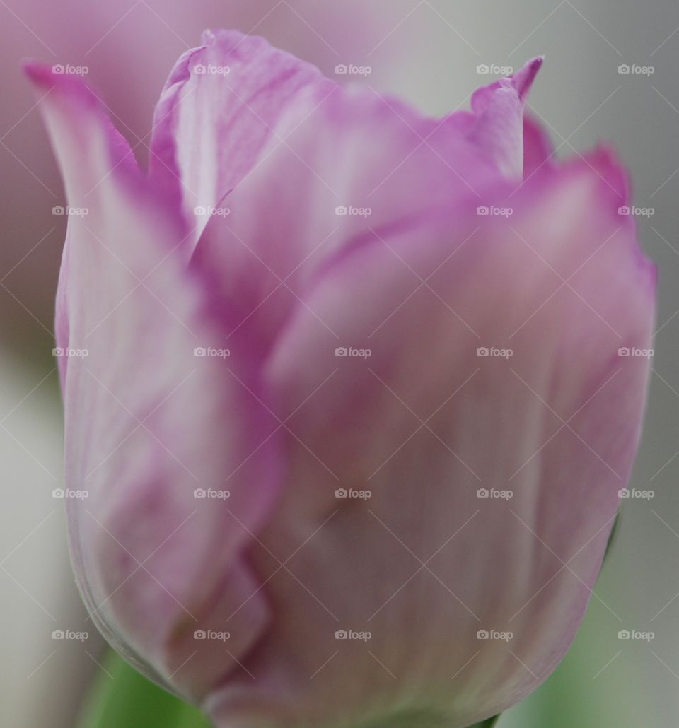 Tulip