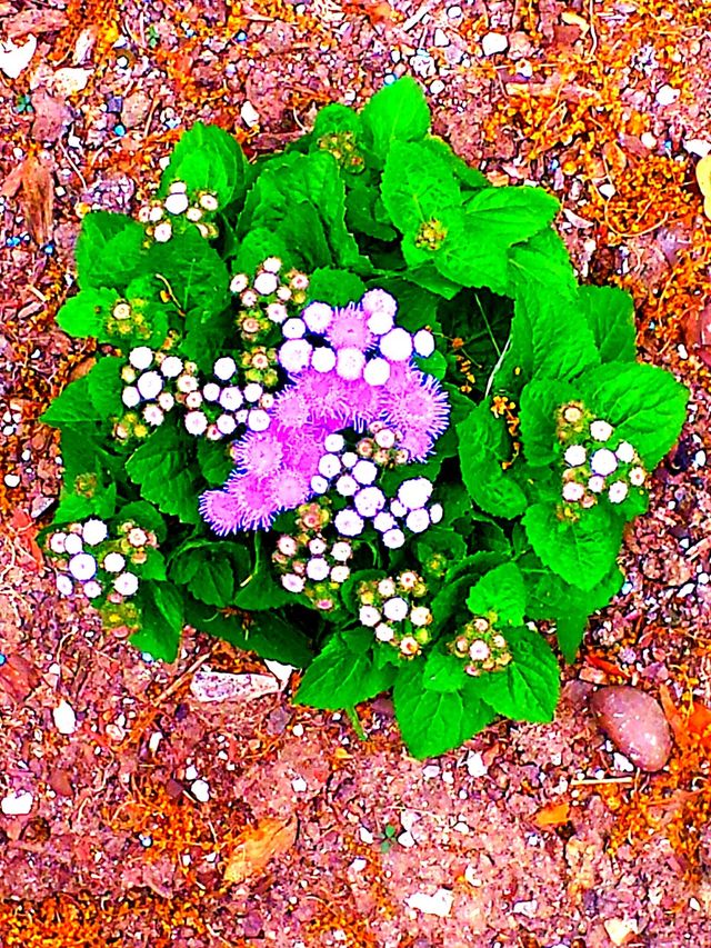 purple grounds