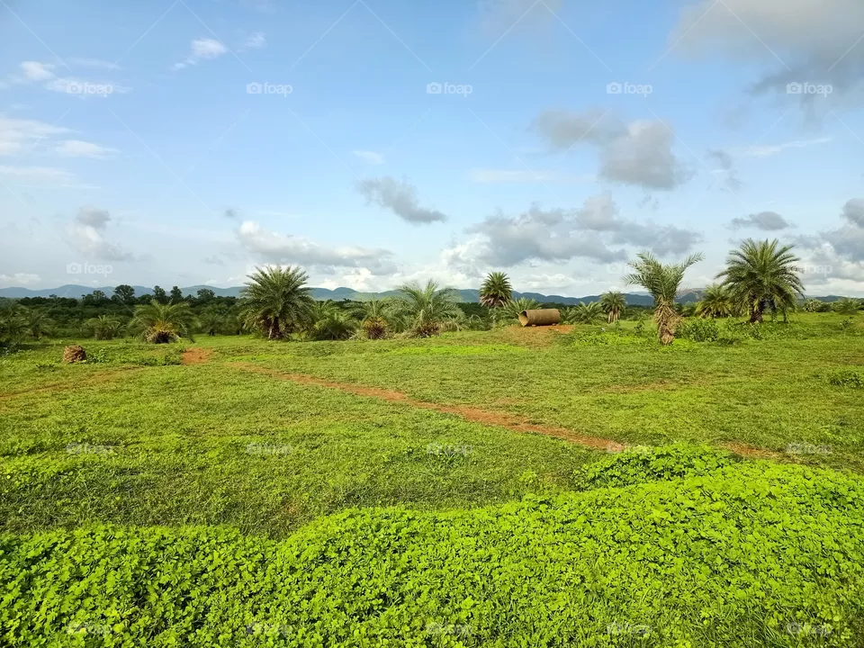 Nature