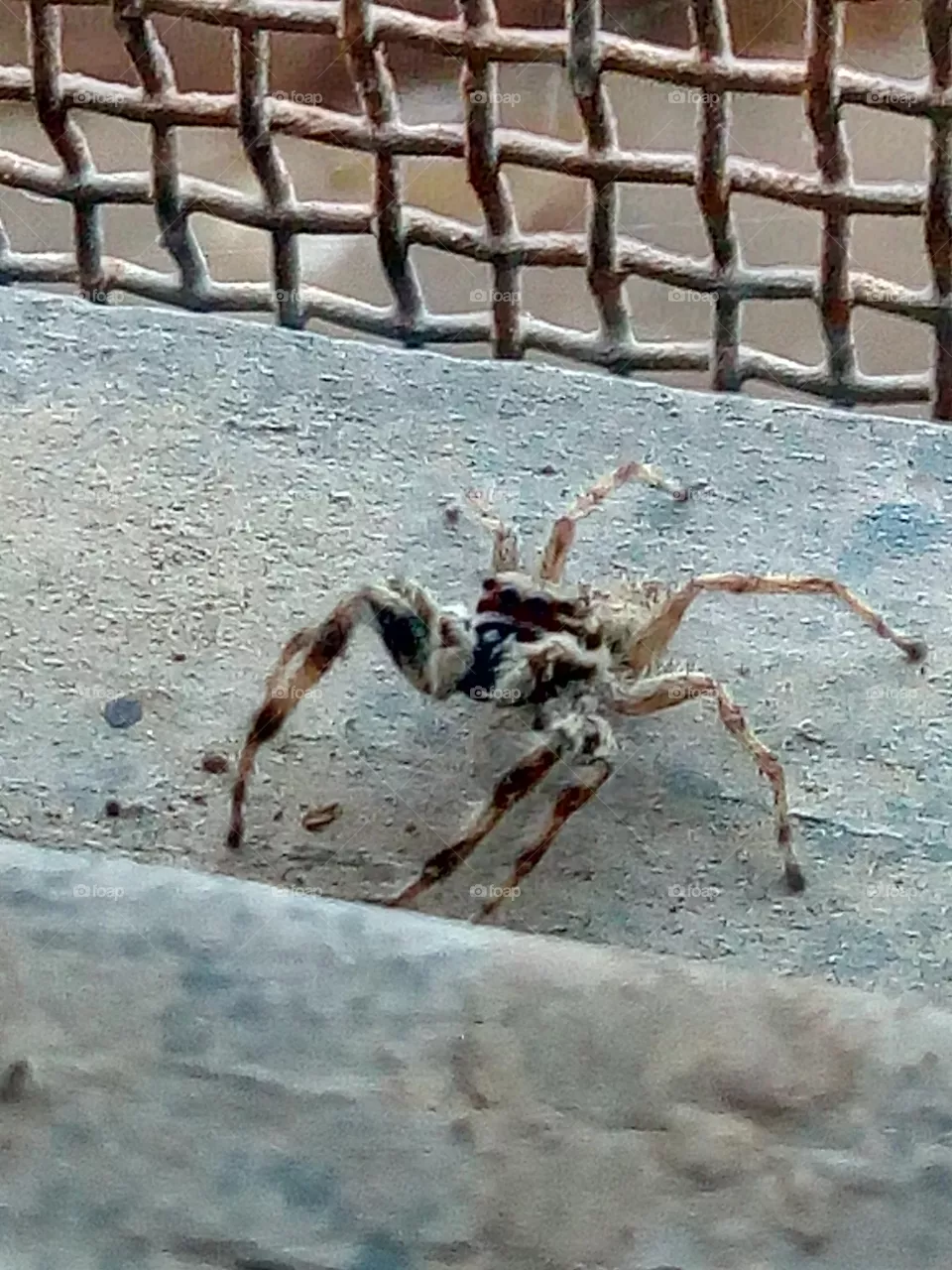 spider