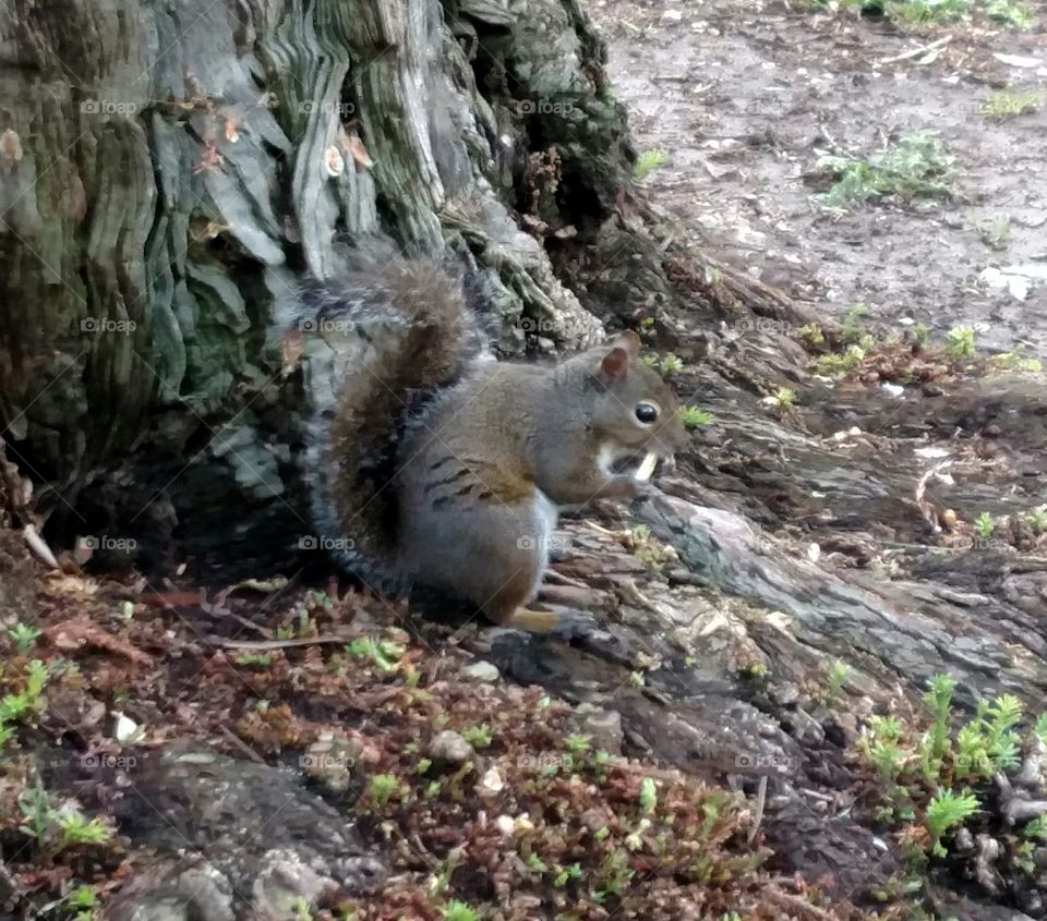 Snacking Squirrel...