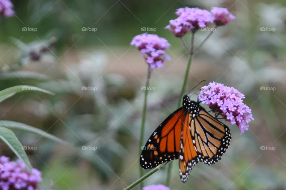 monarch