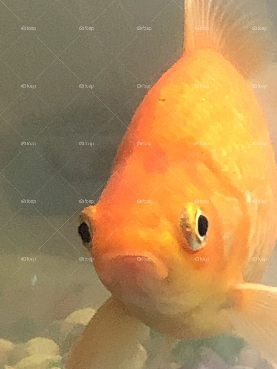 Cute fancy the goldfish