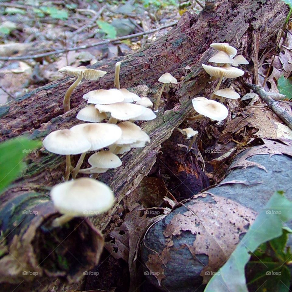 Baby mushrooms growing in a broken tree 