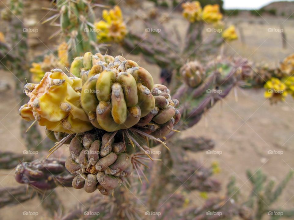 Desert flower