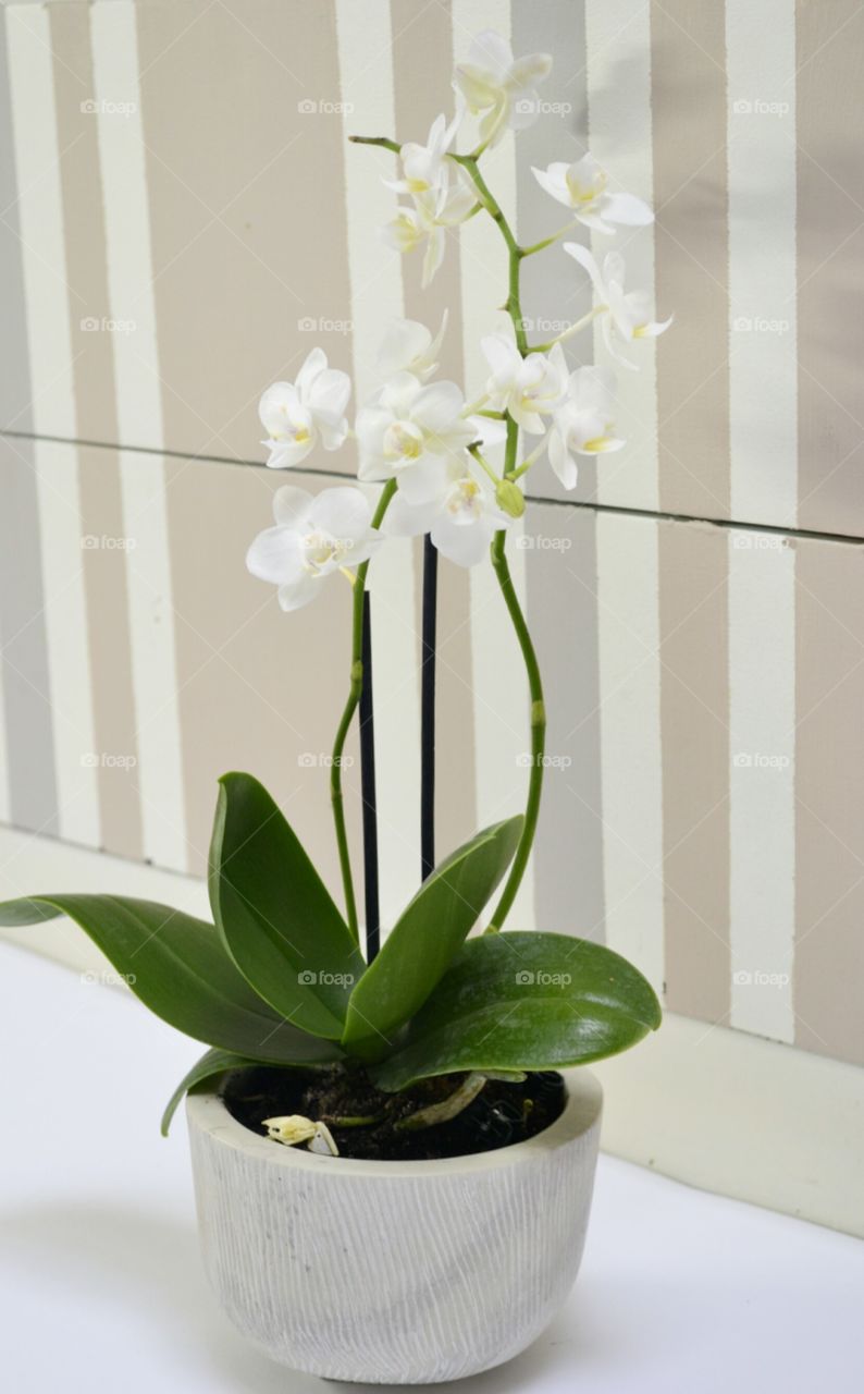 Beautiful white orchid